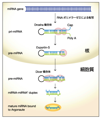 Rna と は