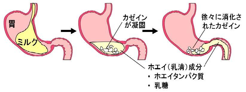 図7-1 経口で摂取されたミルクの胃内での挙動
