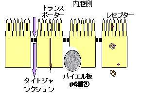 図7-2消化管と小腸粘膜上皮細胞の構造