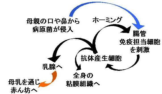 図7-3. ホーミングと腸管乳腺経路