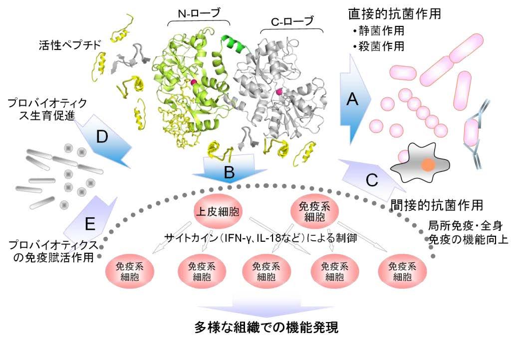図8-2.経口的に摂取されたラクトフェリンの抗菌作用および免疫作用の模式図