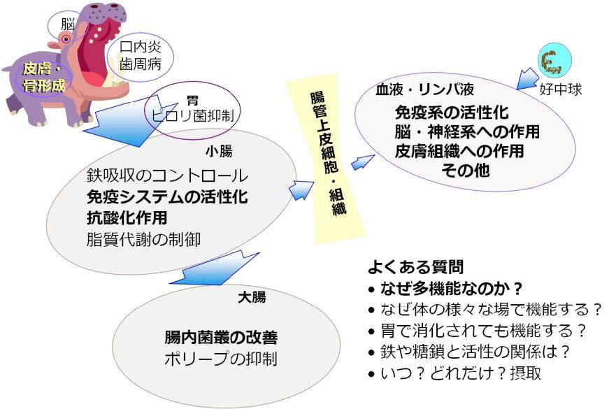 図8-4 ラクトフェリンに期待されている諸効果