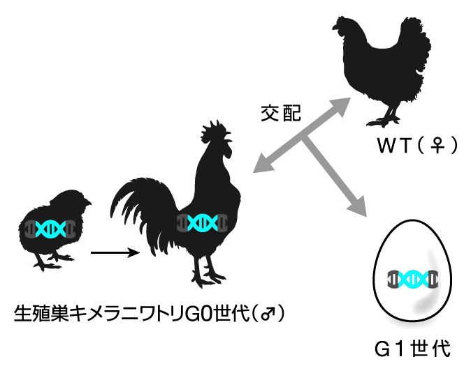 ステップ3