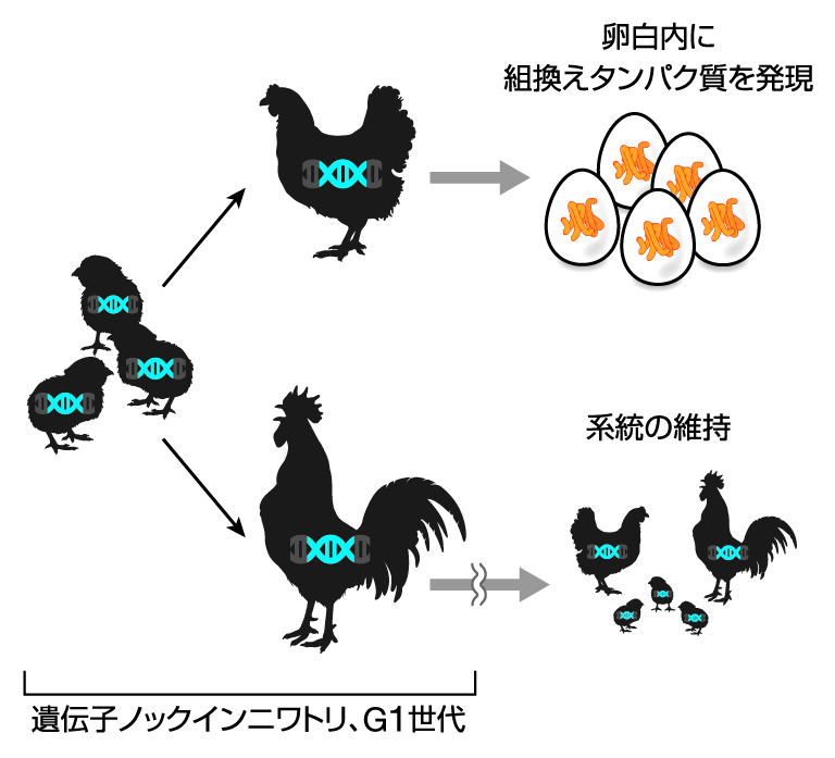 ステップ4