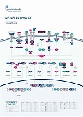 veCebNЁ@NF-kB Pathway |X^[