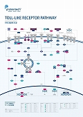 veCebNЁ@Toll-like receptor Pathway |X^[