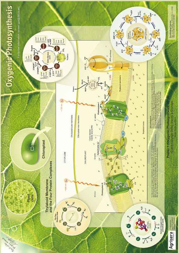 AOZ Oxygenic Photosynthesis |X^[