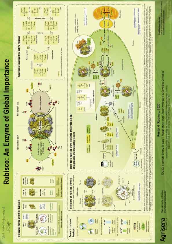 AOZ Rubisco-An-Enzyme-of-Global-Importance |X^[