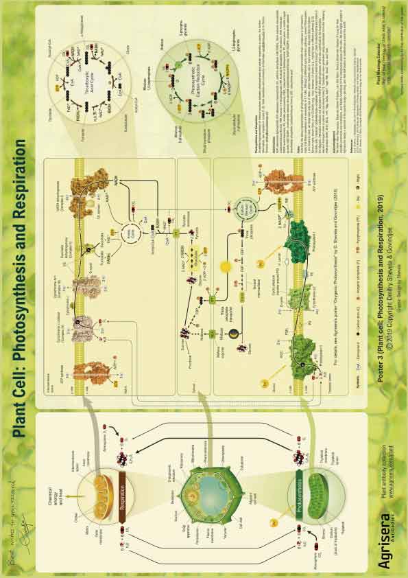 AOZ Photosynthesis Respiration Plant Cell |X^[