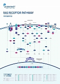 veCebNЁ@Ras receptor Pathway |X^[