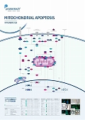 プロテインテック社　Mitochondrial apoptosis Pathway ポスター