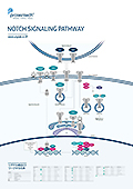 veCebNЁ@Notch Signaling Pathway |X^[