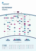 veCebNЁ@EGF Pathway |X^[