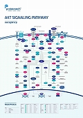 veCebNЁ@AKT Signaling Pathway |X^[