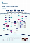 veCebNЁ@mTOR Signaling Pathway |X^[