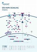 veCebNЁ@ERK-MAPK Signaling Pathway |X^[