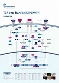 veCebNЁ@TGF-beta Signaling Pathway |X^[