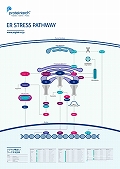 veCebNЁ@ER Stress Pathway |X^[