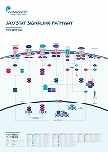 veCebNЁ@JAK/STAT Pathway |X^[