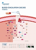 veCebNЁ@Blood Coagulation Cascade |X^[