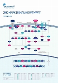 プロテインテック社　JNK-MAPK Signaling Pathway ポスター