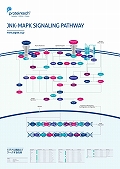 veCebNЁ@JNK-MAPK Signaling Pathway |X^[