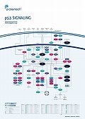 プロテインテック社　p53 Signaling Pathway ポスター