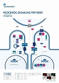 veCebNЁ@HEDGEHOG SIGNALING PATHWAY |X^[