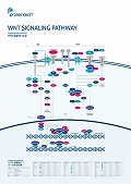 veCebNЁ@WNT SIGNALING PATHWAY |X^[