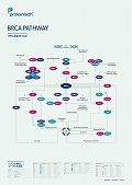 veCebNЁ@BRCA PATHWAY |X^[