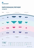 veCebNЁ@MAPK Signaling Pathway|X^[