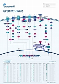 veCebNЁ@GPCR Pathway|X^[